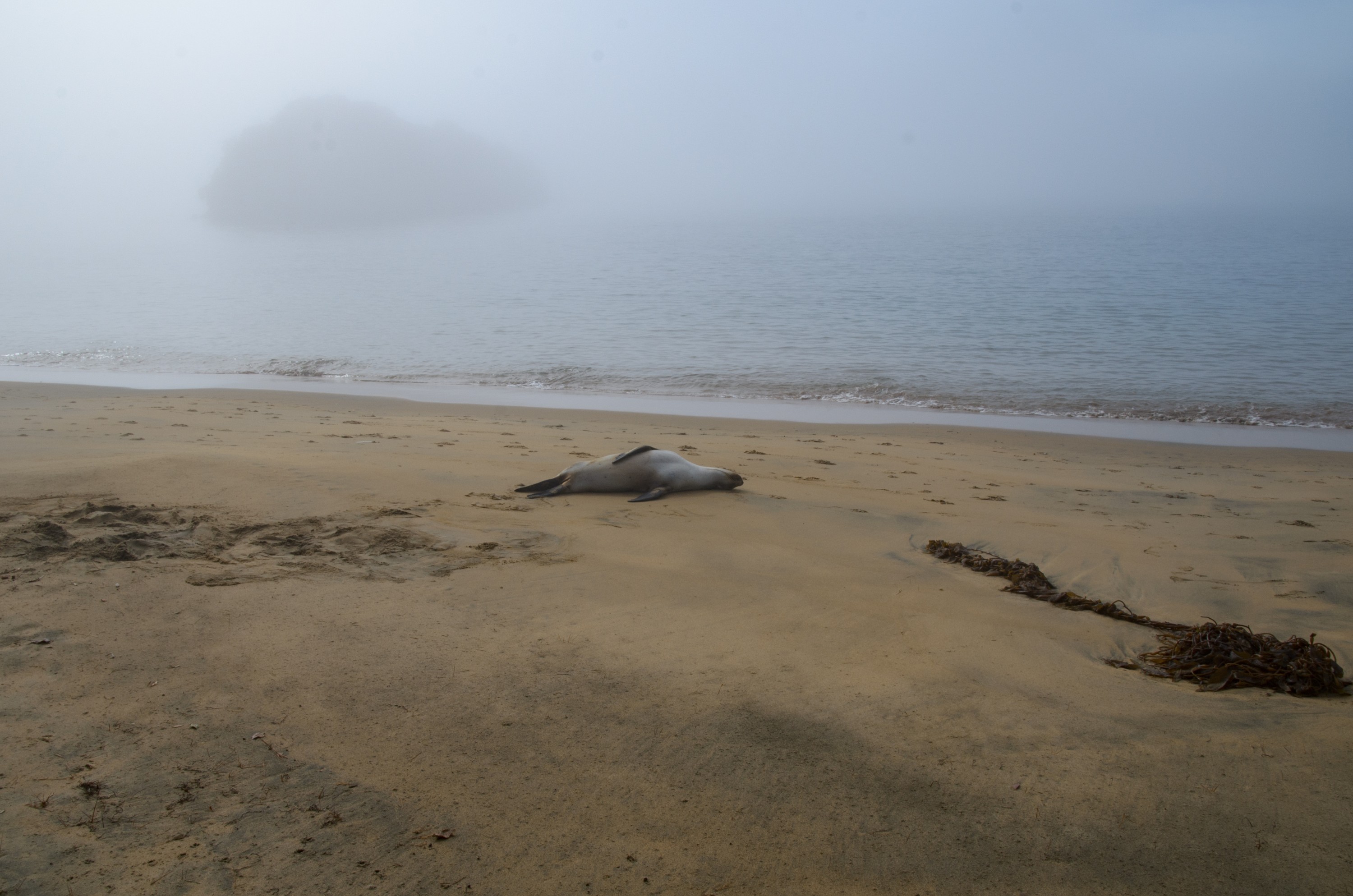 DSC_2504 – Adventure, Crispin, Island, March 2017, National Park, New, New Zealand, Rakiura, South, Stewart, Ulva, Zealand, seal